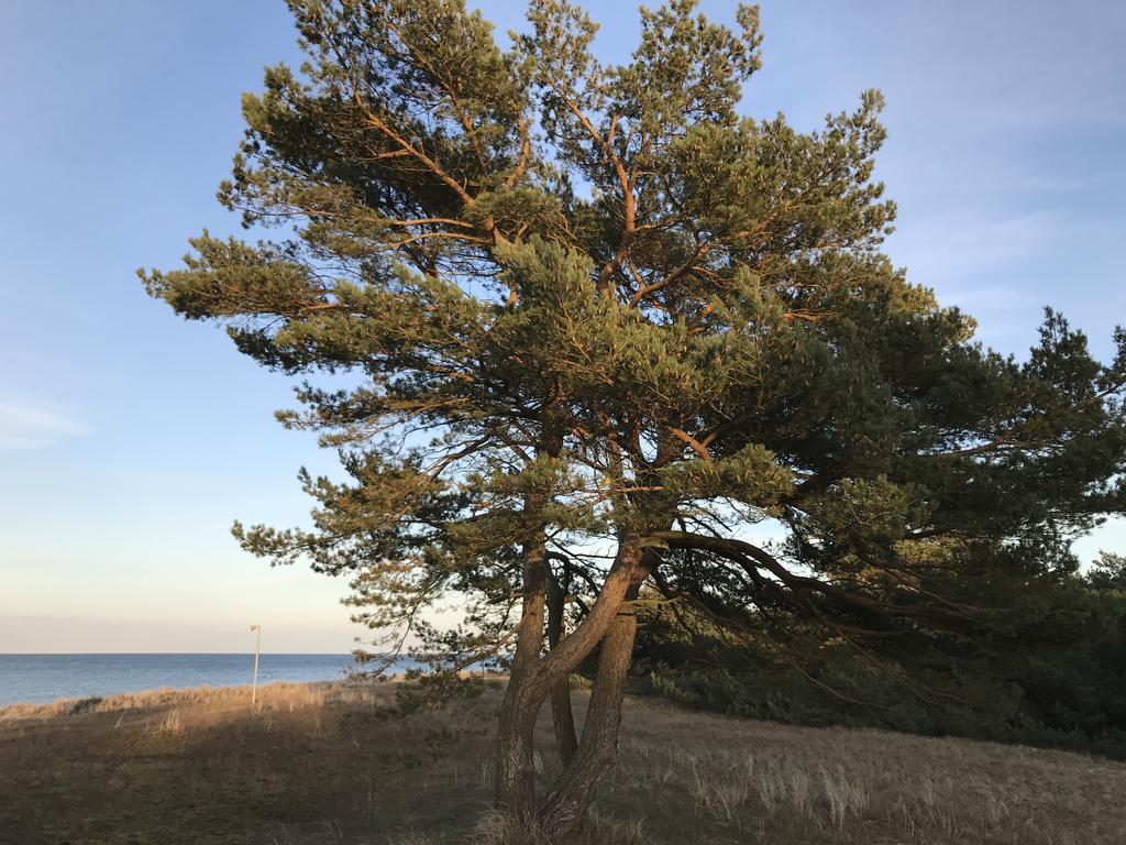 Zum Nordstrand Prerow Exteriör bild