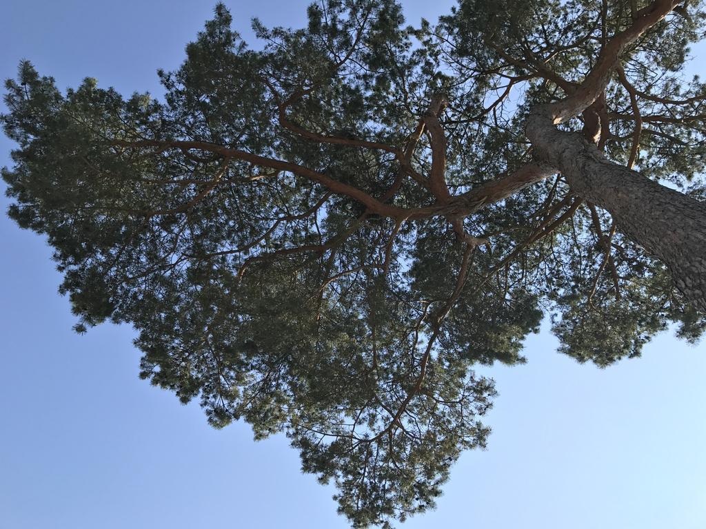 Zum Nordstrand Prerow Exteriör bild